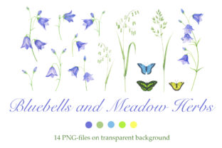 Bluebells and Meadow Herbs Illustrations