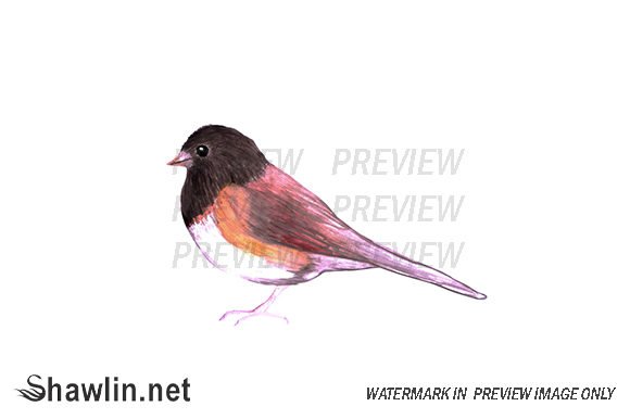 Dark Eyed Junco Bird Illustrations