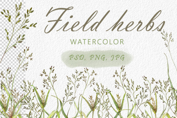 Field Herbs Illustrations