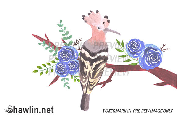 Hoopoe Bird on Floral Branch Illustrations