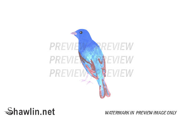 Indigo Bunting Bird Illustrations