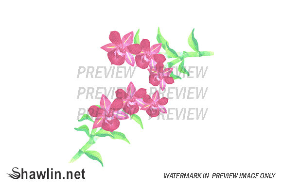 Red Dendrobium Orchid Illustrations