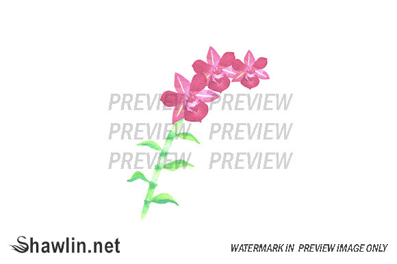 Red Dendrobium Orchids Illustrations