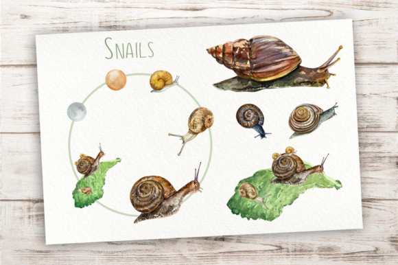 Snails Life Cycle Clip Arts and Illustrations