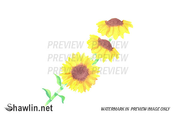 Sunflowers Helianthus Flowers Illustrations